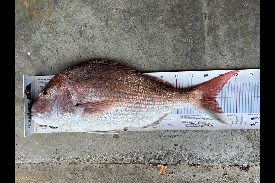 Johnny Huynen caught this 63.0cm Snapper at Wellington during The Export NZ Fishing Competition