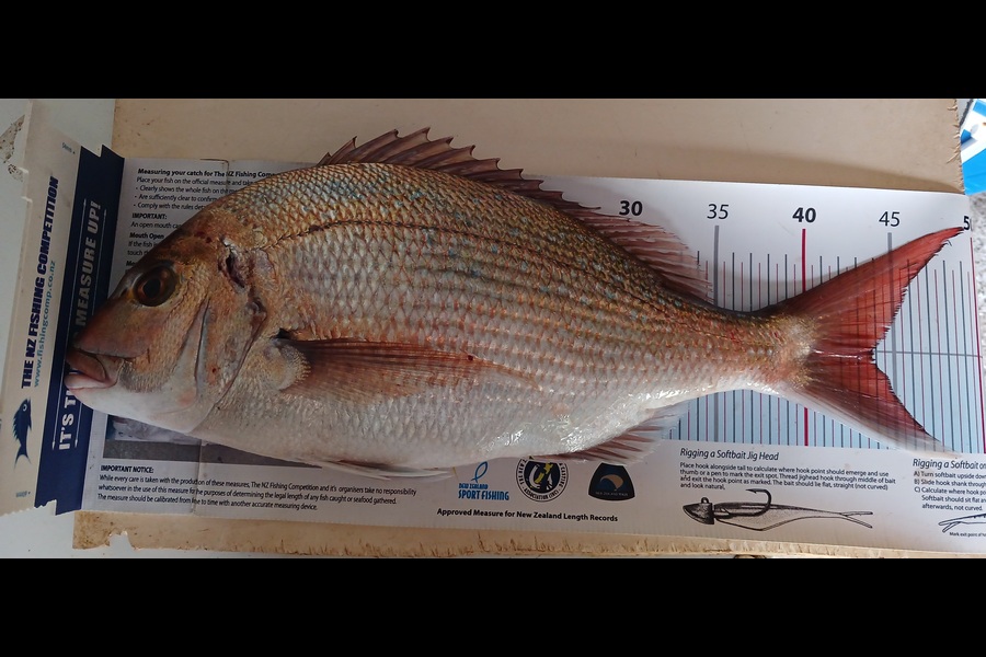 Jim Collins caught this 43.5cm Snapper at Wellington during The Export NZ Fishing Competition