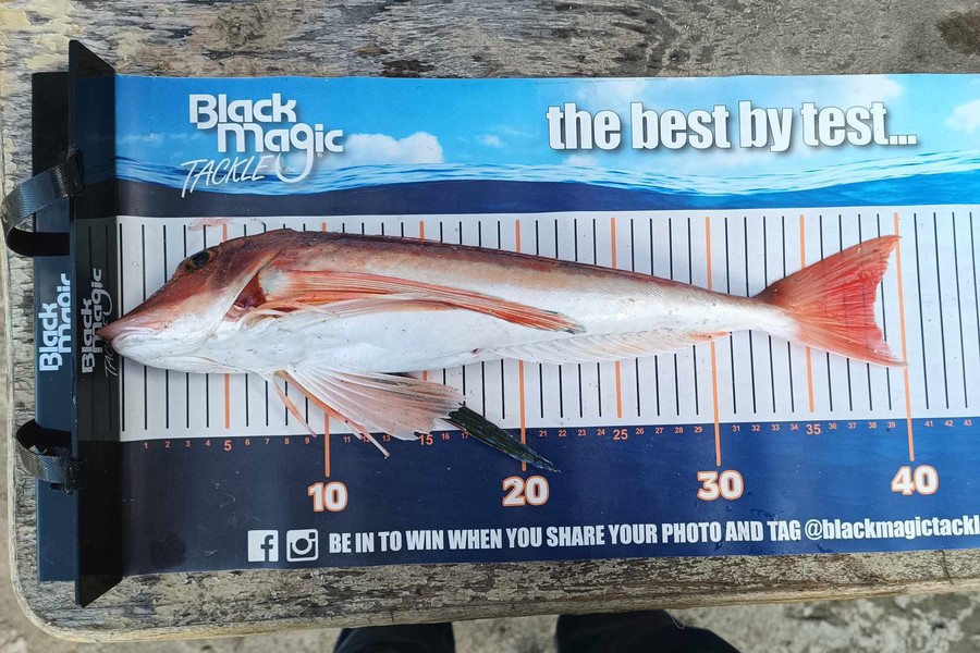Jo Kerr caught this 38.0cm Gurnard at East Cape during The Export NZ Fishing Competition