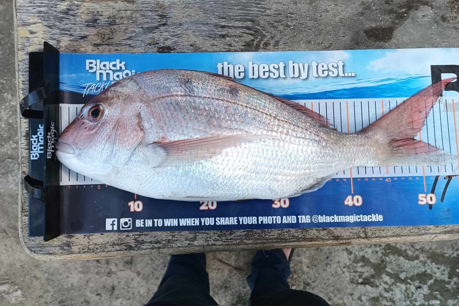 Jo Kerr caught this 49.0cm Snapper at East Cape during The Export NZ Fishing Competition