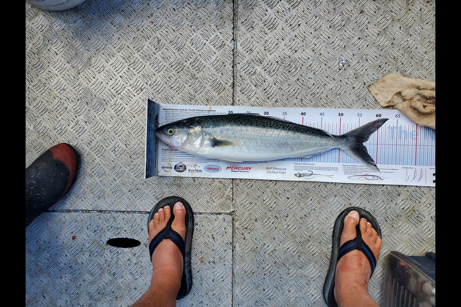 Darren Jones caught this 56.0cm Kahawai at Bay of Plenty during The Export NZ Fishing Competition