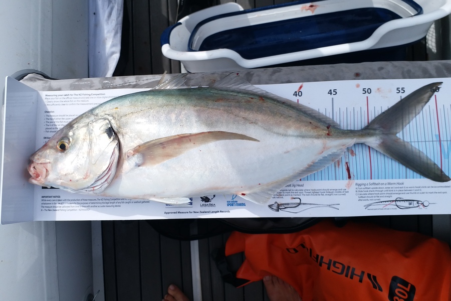 Kane Hartill caught this 54.0cm Trevally at Nelson/Marlborough during The Export NZ Fishing Competition