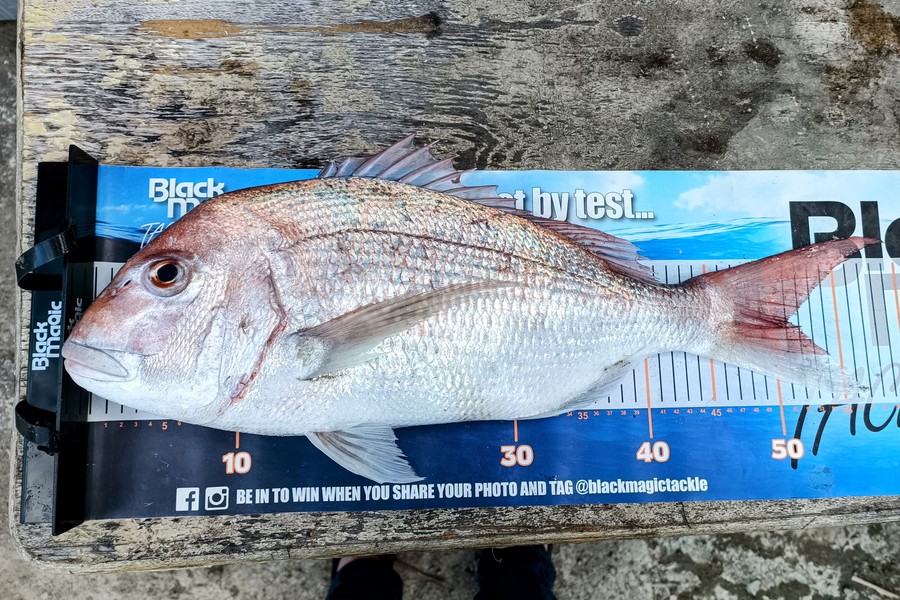 Colin Kerr caught this 51.0cm Snapper at East Cape during The Export NZ Fishing Competition