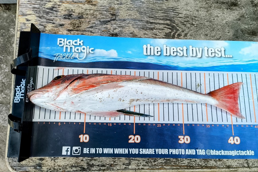 Colin Kerr caught this 41.5cm Gurnard at East Cape during The Export NZ Fishing Competition