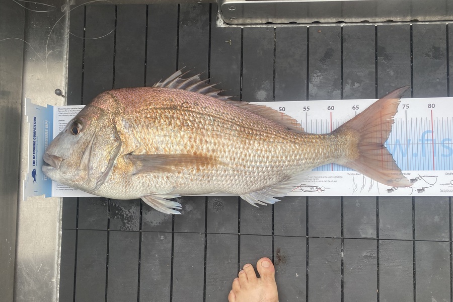 Craig  Robertson  caught this 70.0cm Snapper at Northland during The Export NZ Fishing Competition