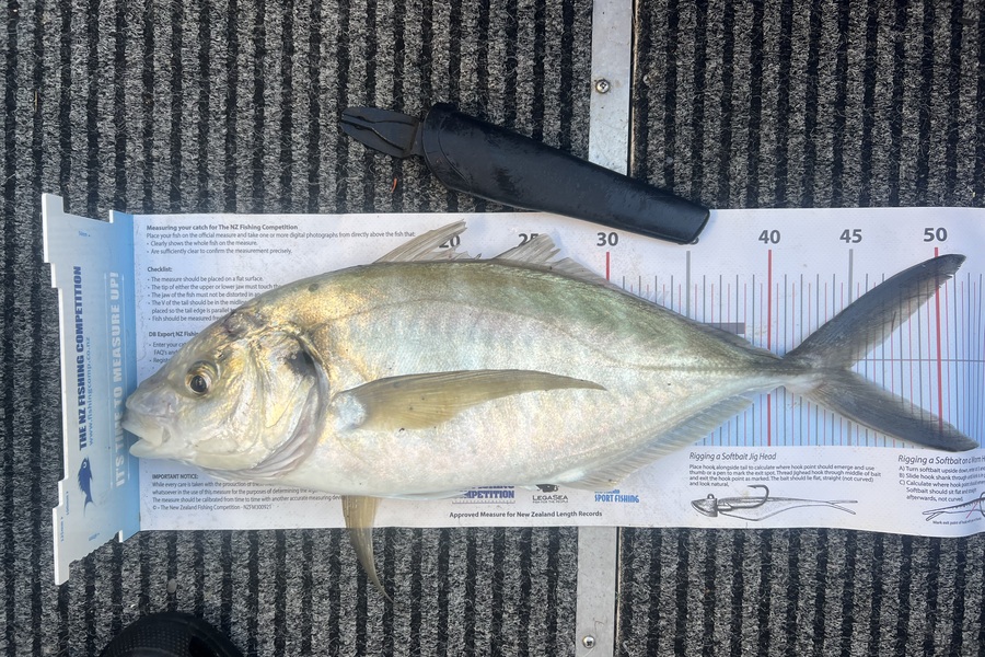 Jonny Kemp caught this 45.0cm Trevally at Bay of Plenty during The Export NZ Fishing Competition