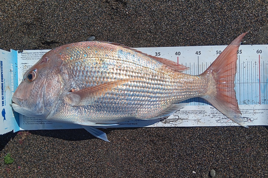 Richard Cash caught this 53.5cm Snapper at Taranaki during The Export NZ Fishing Competition