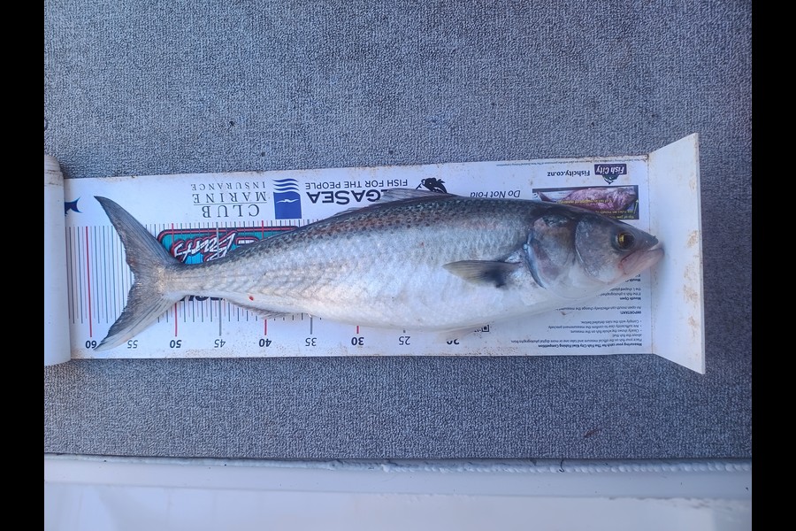 Aaron Lee caught this 54.5cm Kahawai at Waikato during The Export NZ Fishing Competition
