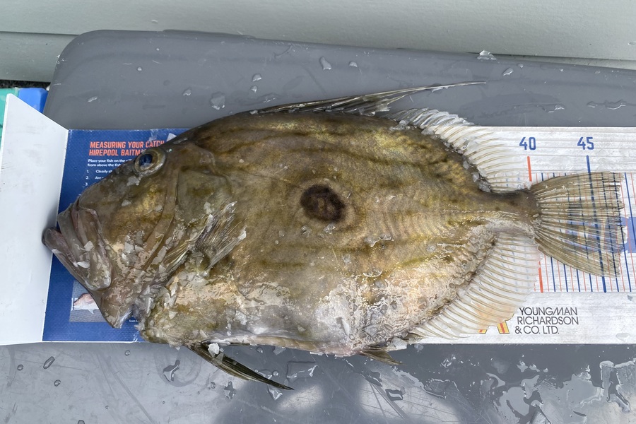 Mark Hinge caught this 47cm John Dory at Northland during The Export NZ Fishing Competition