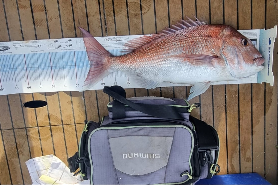 Doug Batchelor  caught this 64cm Snapper at Bay of Plenty during The Export NZ Fishing Competition