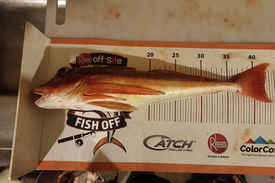 Tracy Holland caught this 42.0cm Gurnard at Nelson/Marlborough during The Export NZ Fishing Competition