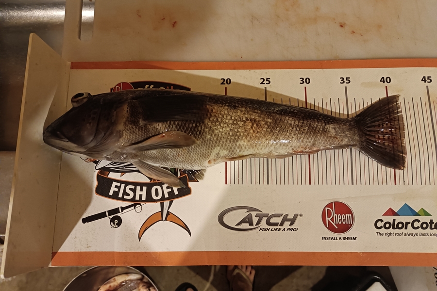 Tracy Holland caught this 41.5cm Blue Cod at Nelson/Marlborough during The Export NZ Fishing Competition