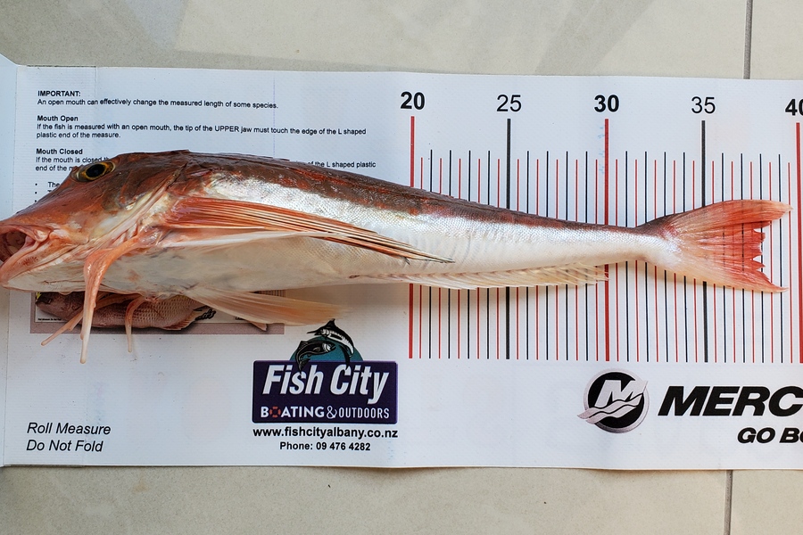 Simon Roberts caught this 38cm Gurnard at Auckland during The Export NZ Fishing Competition