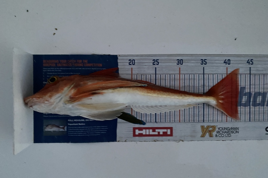 Vaughan Holdt caught this 42.5cm Gurnard at Nelson/Marlborough during The Export NZ Fishing Competition