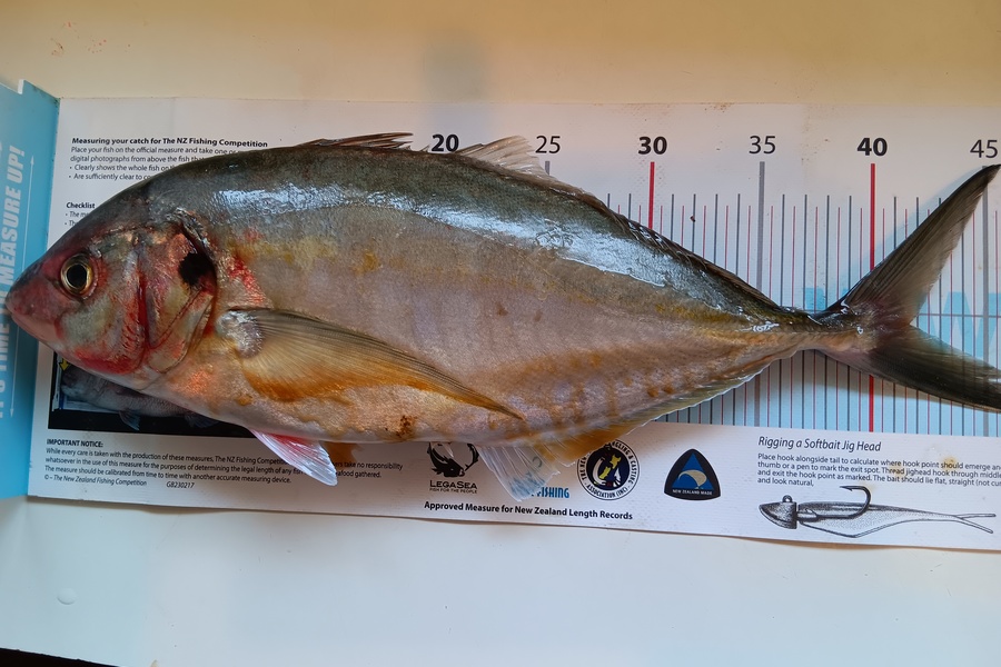 Simon Adamson caught this 41.5cm Trevally at Auckland during The Export NZ Fishing Competition
