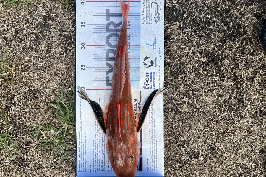 Brian Smith caught this 39.0cm Gurnard at Northland during The Export NZ Fishing Competition