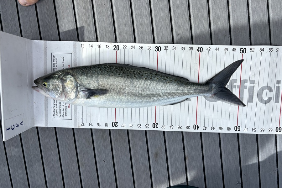 Johnny Kolk caught this 46.0cm Kahawai at Bay of Plenty during The Export NZ Fishing Competition
