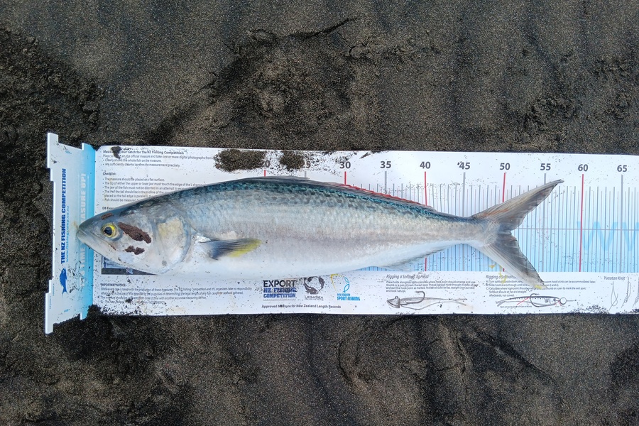 Richard Cash caught this 51.0cm Kahawai at Manawatu during The Export NZ Fishing Competition