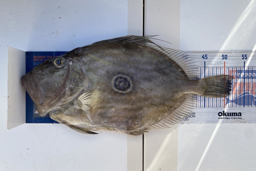 Vaughan Holdt caught this 51.5cm John Dory at Nelson/Marlborough during The Export NZ Fishing Competition