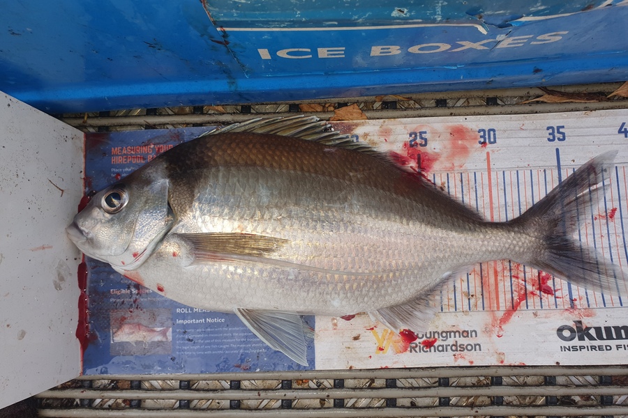Dan Musson caught this 35.5cm Tarakihi at Wellington during The Export NZ Fishing Competition