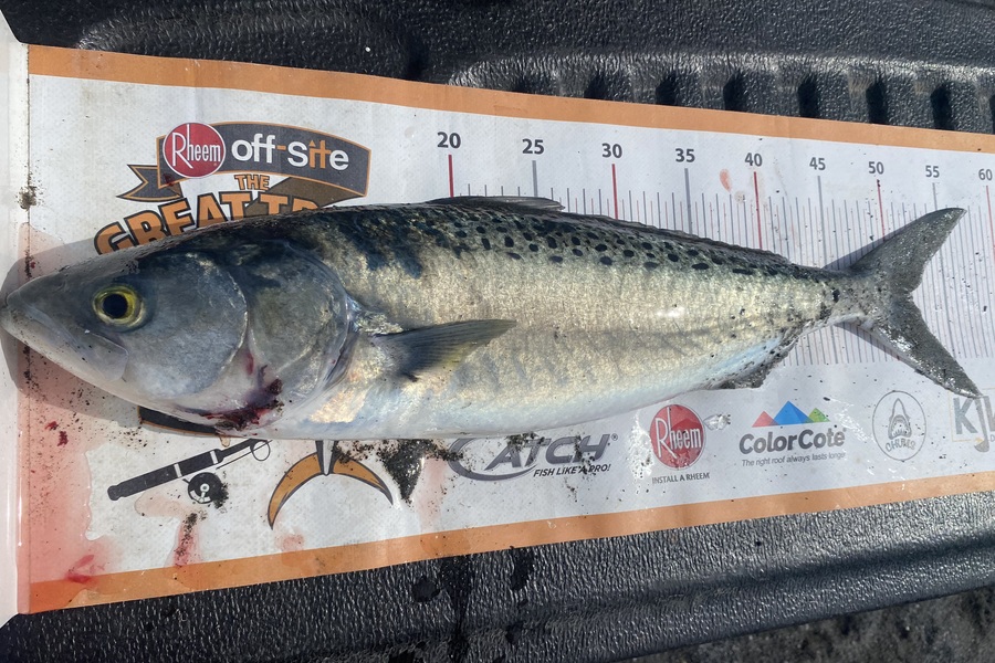 Dale Hemi caught this 52.0cm Kahawai at Wairarapa
 during The Export NZ Fishing Competition