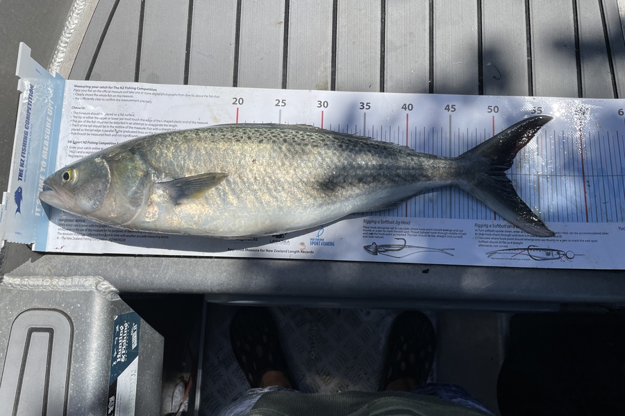 paul jackson caught this 50.0cm Kahawai at Wairarapa
 during The Export NZ Fishing Competition