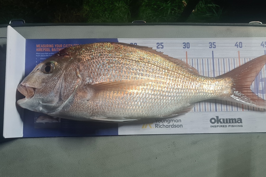 steve Roberts caught this 41.5cm Snapper at Nelson/Marlborough during The Export NZ Fishing Competition