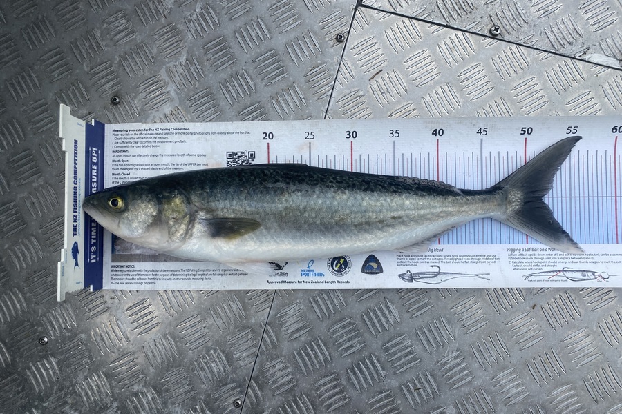 Julien Fevrier caught this 51.5cm Kahawai at Bay of Plenty during The Export NZ Fishing Competition