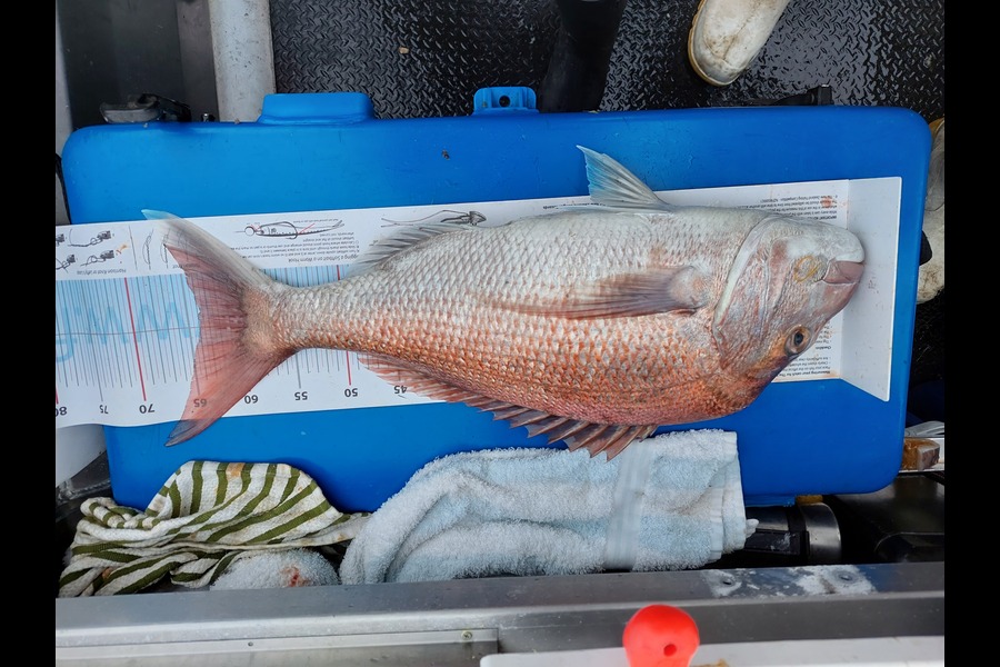 Vanessa  Conwell caught this 64.0cm Snapper at Nelson/Marlborough during The Export NZ Fishing Competition