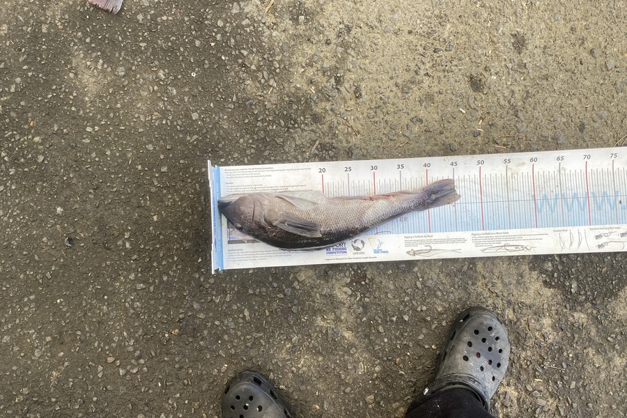 Tony Flowers caught this 45.0cm Blue Cod at Wellington during The Export NZ Fishing Competition