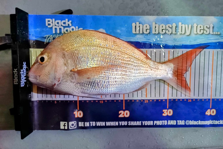 Jo Kerr caught this 33.5cm Snapper at East Cape during The Export NZ Fishing Competition