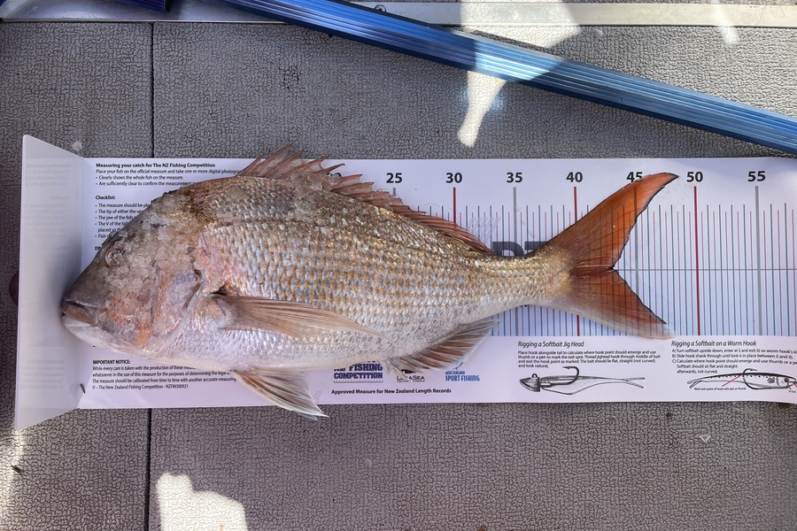 Rob Willetts caught this 43.0cm Snapper at Coromandel during The Export NZ Fishing Competition