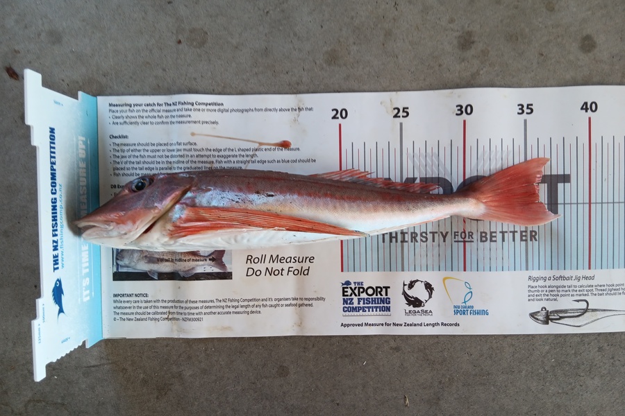 Richard Cash caught this 35.5cm Gurnard at Manawatu during The Export NZ Fishing Competition