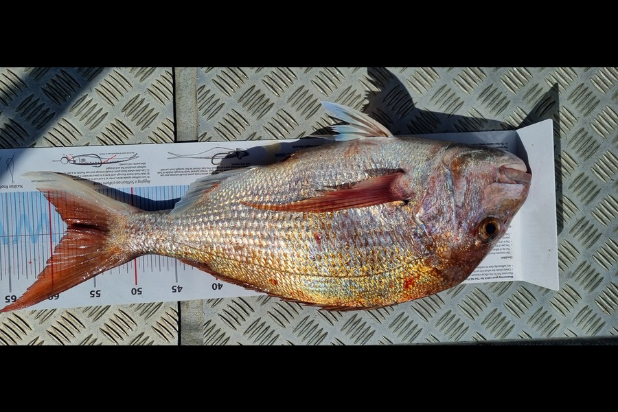 Shane  Brown  caught this 58.0cm Snapper at Manawatu during The Export NZ Fishing Competition