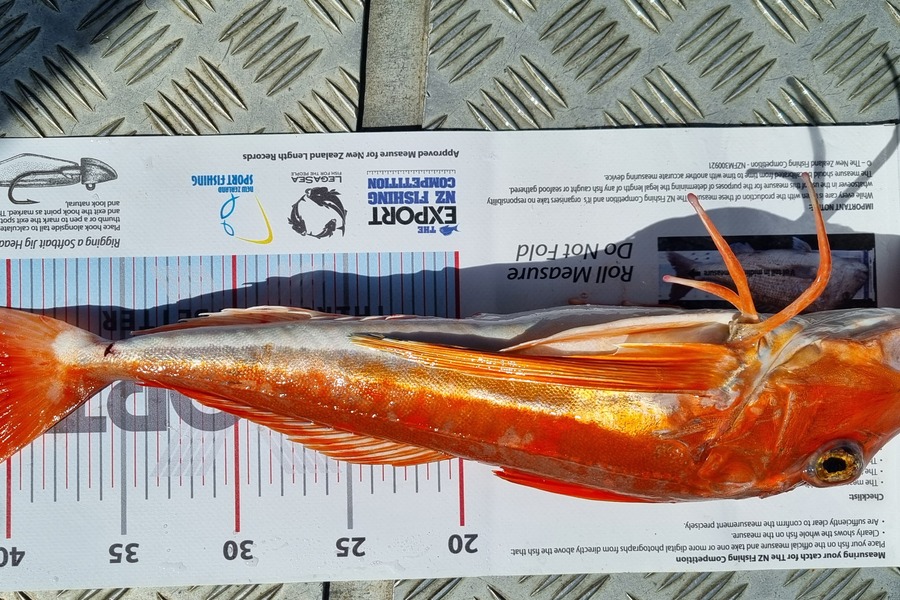 Shane  Brown  caught this 42.0cm Gurnard at Manawatu during The Export NZ Fishing Competition