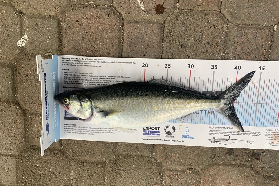 Genevieve  Wills caught this 40.0cm Kahawai at Coromandel during The Export NZ Fishing Competition