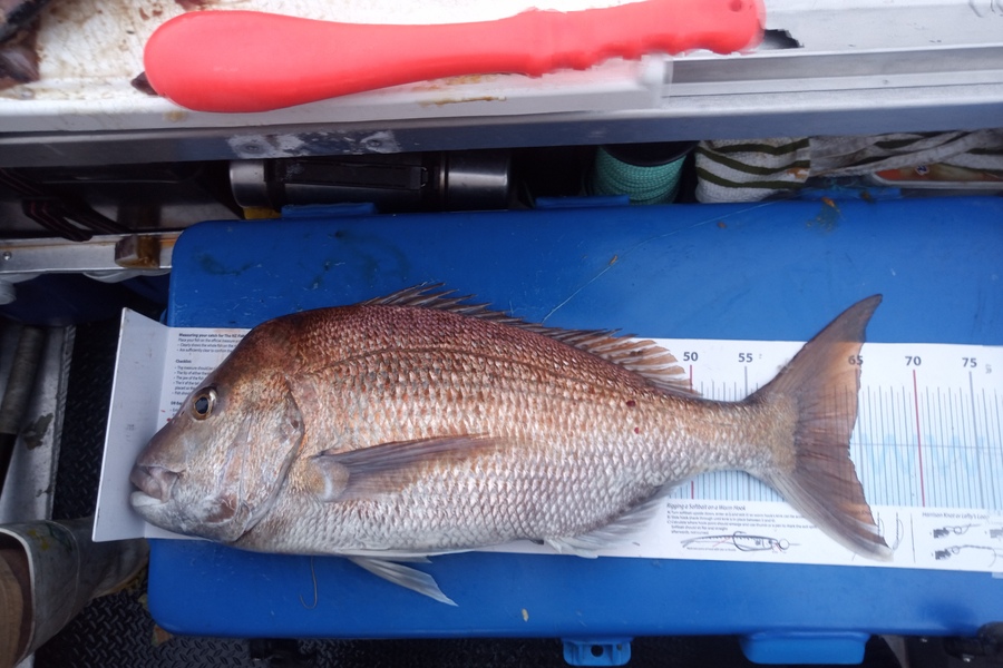 Connor Swainston caught this 64.0cm Snapper at Nelson/Marlborough during The Export NZ Fishing Competition