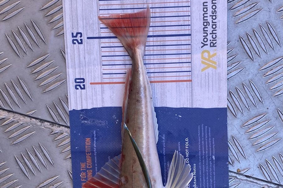 Gary Allan caught this 27.0cm Gurnard at Wellington during The Export NZ Fishing Competition