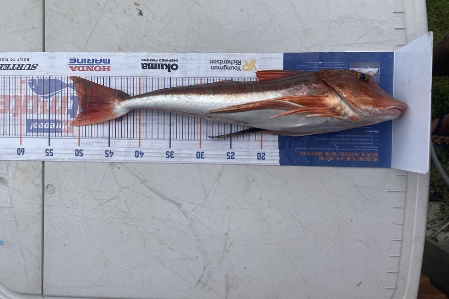 Gary Allan caught this 49.5cm Gurnard at Wellington during The Export NZ Fishing Competition