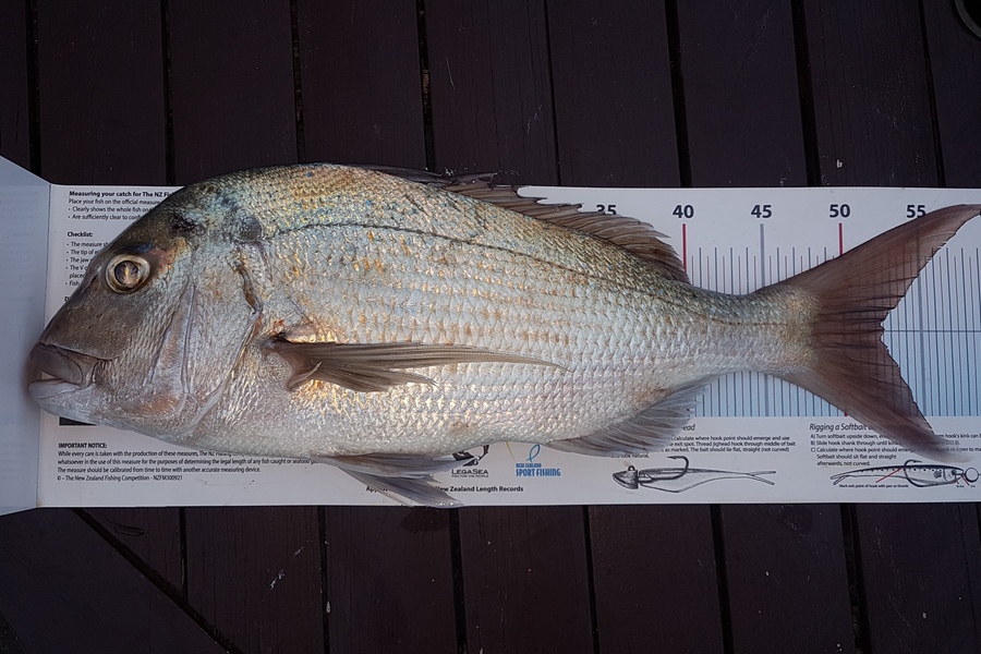 Paul  Alexander caught this 52.5cm Snapper at Northland during The Export NZ Fishing Competition