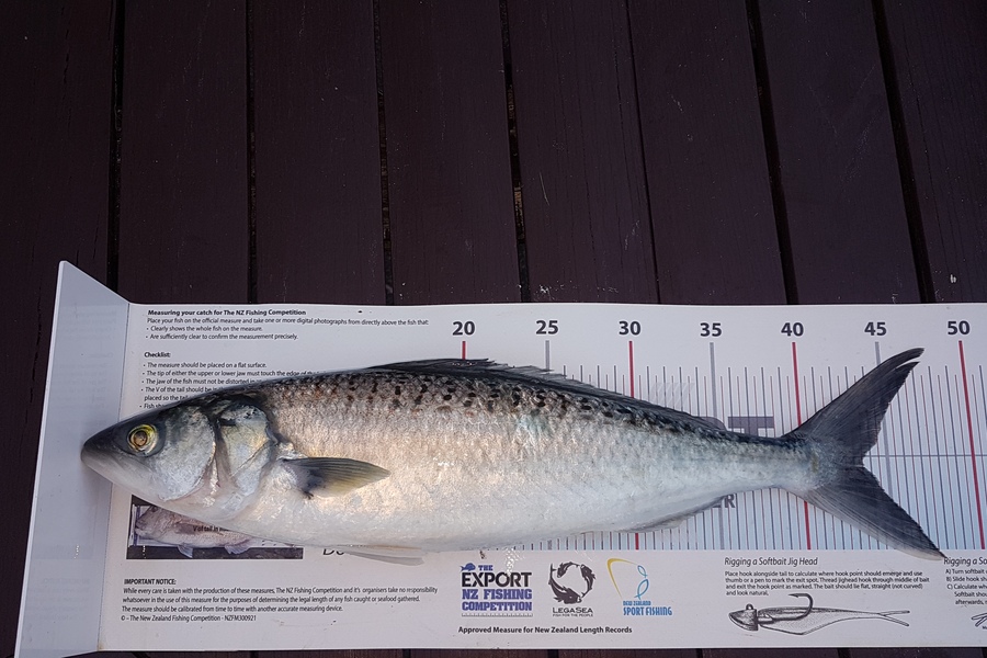 Paul  Alexander caught this 43.5cm Kahawai at Northland during The Export NZ Fishing Competition