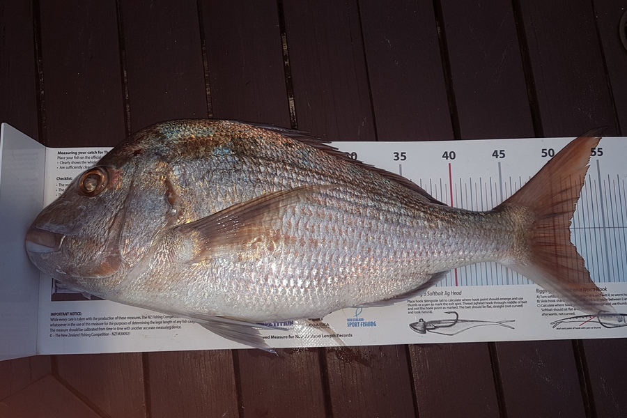 Paul  Alexander caught this 51.5cm Snapper at Northland during The Export NZ Fishing Competition