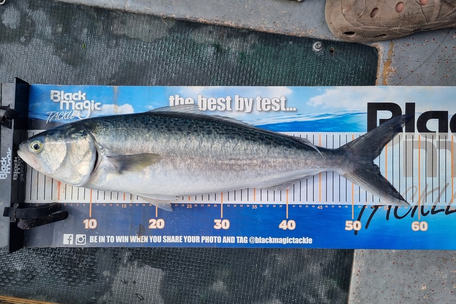 Brendan Taylor caught this 53.0cm Kahawai at Canterbury during The Export NZ Fishing Competition