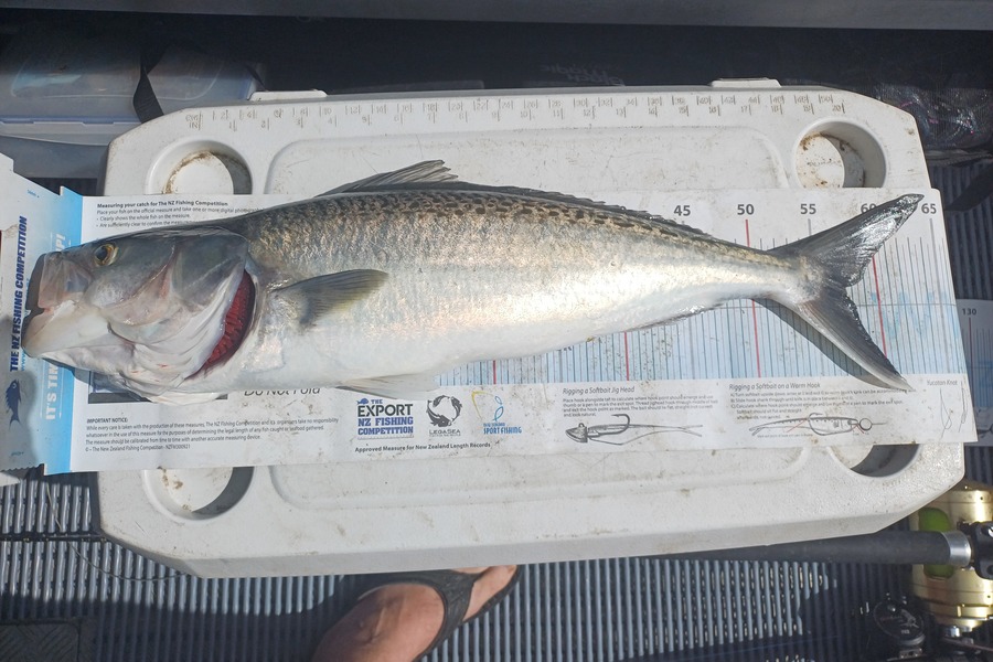 Brendon Iremonger caught this 57cm Kahawai at Taranaki during The Export NZ Fishing Competition