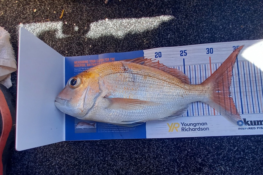 Sandra Dicker caught this 33.0cm Snapper at Auckland during The Export NZ Fishing Competition