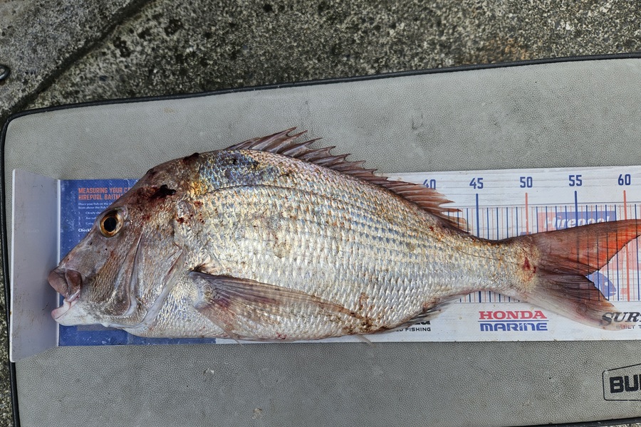David Kovacs caught this 55.5cm Snapper at Wellington during The Export NZ Fishing Competition
