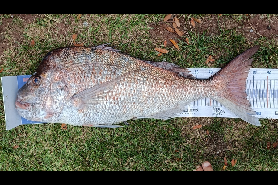 Joel Davies caught this 81.5cm Snapper at Northland during The Export NZ Fishing Competition