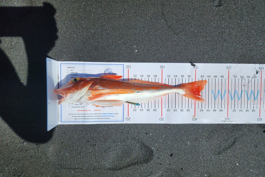Holly Stuart caught this 41.0cm Gurnard at Taranaki during The Export NZ Fishing Competition