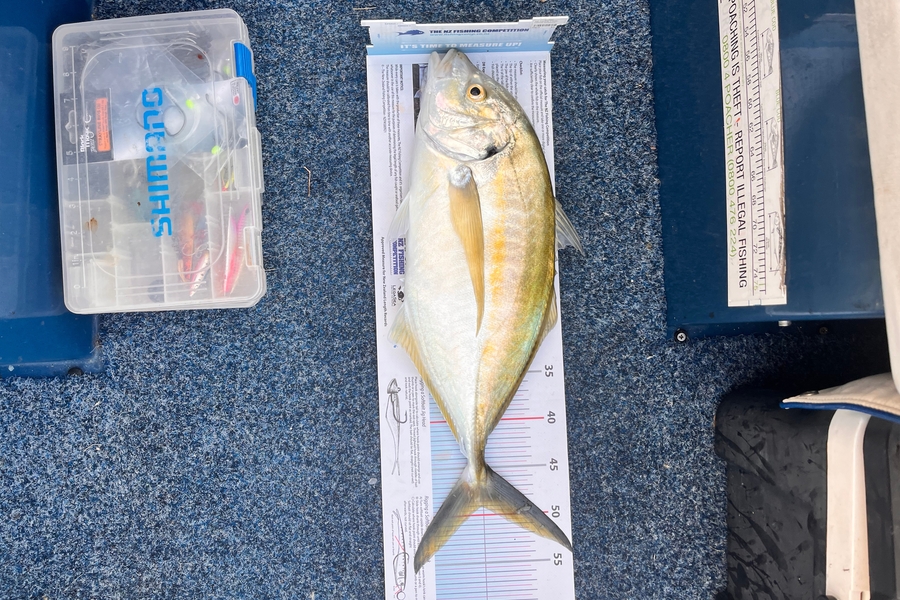 Gabe Wills caught this 49.0cm Trevally at Bay of Plenty during The Export NZ Fishing Competition