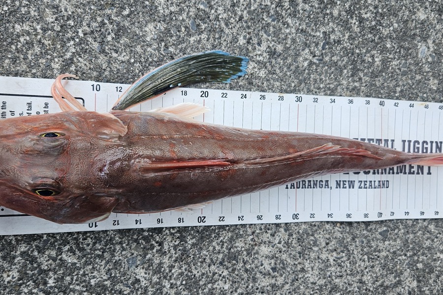 Kane Wrigglesworth  caught this 48cm Gurnard at Hawkes Bay during The Export NZ Fishing Competition